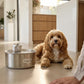 Wireless,  automatic water sensor pet drinking machine for cats and dogs. Continuous circulating fresh water intelligent drinking machine.