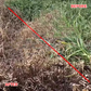 Powerful Concentrated Herbicide