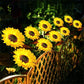 💐60% OFF ! Sunflower Solar Lights – Glowing Garden Decor 🌻🌙【Limited Offer】