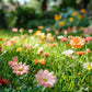 🌺 Colorful wildflower seed mix for all seasons