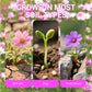 🌺 Colorful wildflower seed mix for all seasons