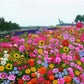 🌺 Colorful wildflower seed mix for all seasons
