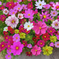 🌺 Colorful wildflower seed mix for all seasons