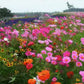 🌺 Colorful wildflower seed mix for all seasons