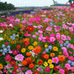 🌺 Colorful wildflower seed mix for all seasons