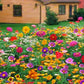 🌺 Colorful wildflower seed mix for all seasons