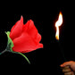Magic Rose - Torch to Rose