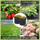 💐New arrival 50% OFF!🌱Micro Aerated Geotextile Plant Grow Bag