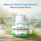 Long-Lasting Plant-Based Air Freshener Box